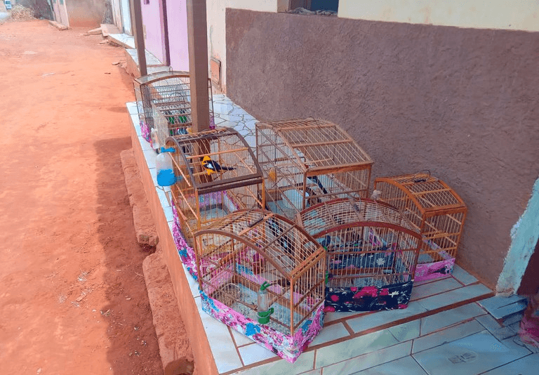 Influenciador é multado em R$ 11,5 mil por caça ilegal e aves em cativeiro na Bahia