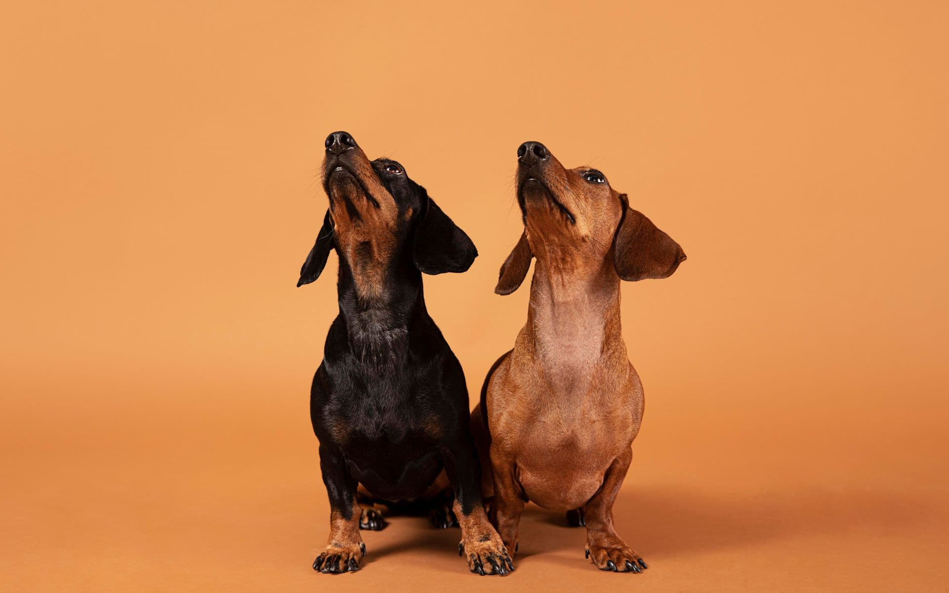 Tom Brady clona cadela que faleceu em 2023 por US$ 50 mil