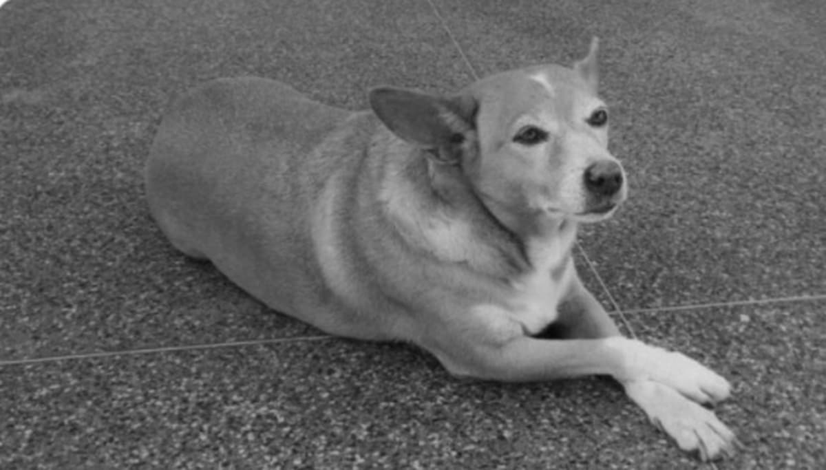 Morre Madonna, cadelinha famosa da UFBA, legado de amor e resiliência