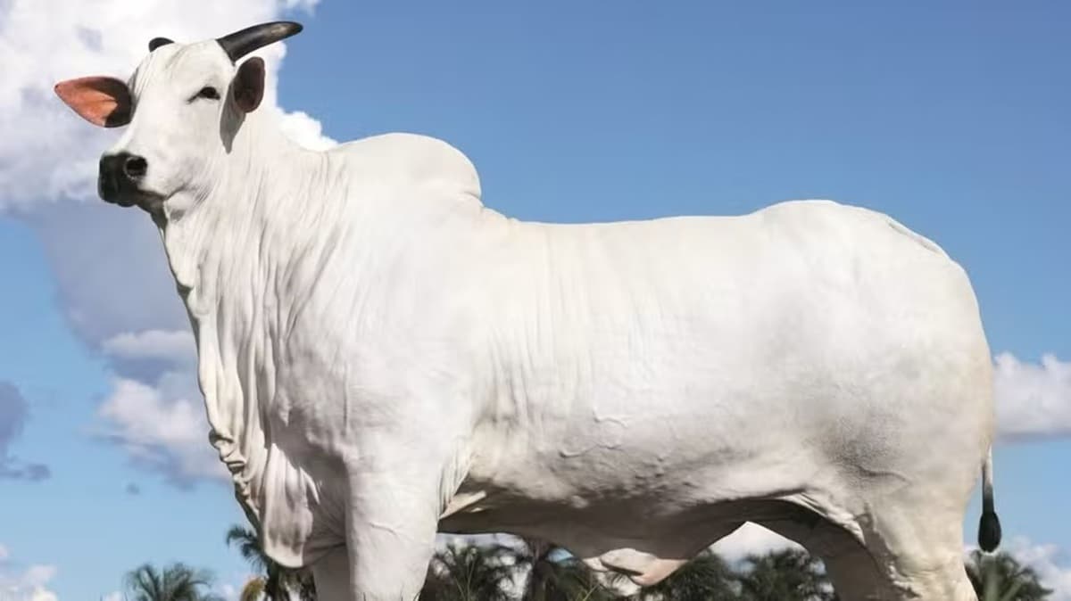 Murilo Huff compra vaca mais valiosa do mundo por R$ 54 milhões no agronegócio