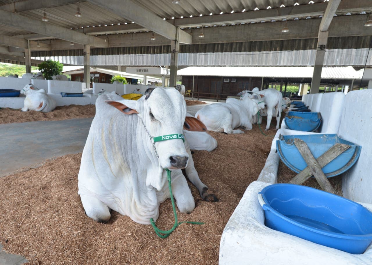 Fenagro 2025 em Salvador reúne 3 mil animais e prevê R$ 120 milhões em negócios