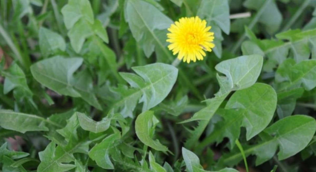 Dente-de-leão se destaca por limpar fígado e reduzir inchaços naturalmente
