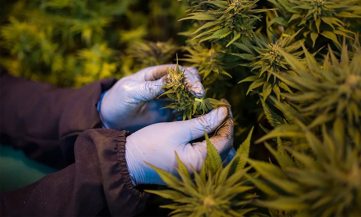 Uso de maconha entre mulheres triplica no Brasil, mostra estudo