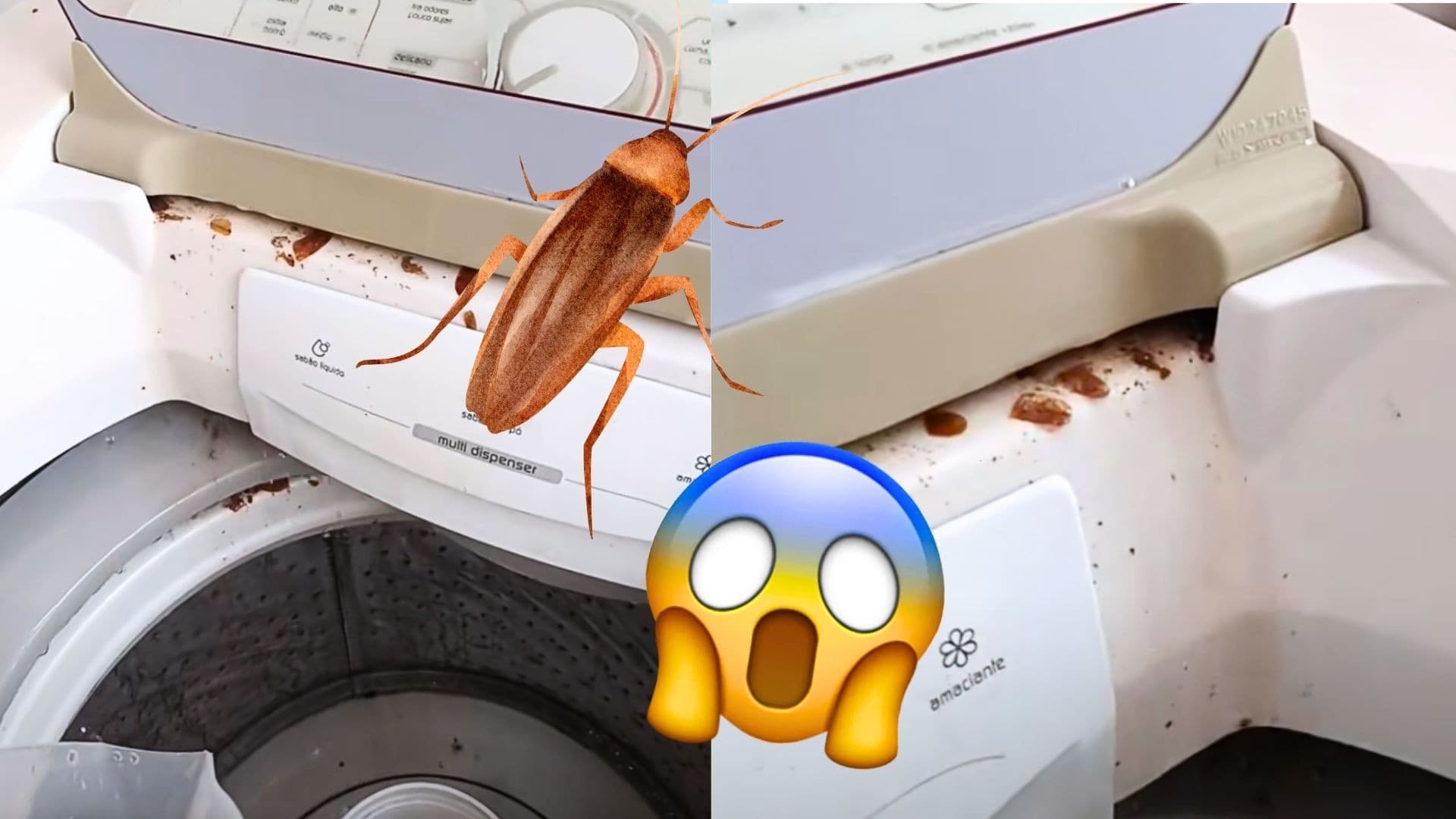 "Máquina se limpa sozinha?": Viral expõe infestação de baratas