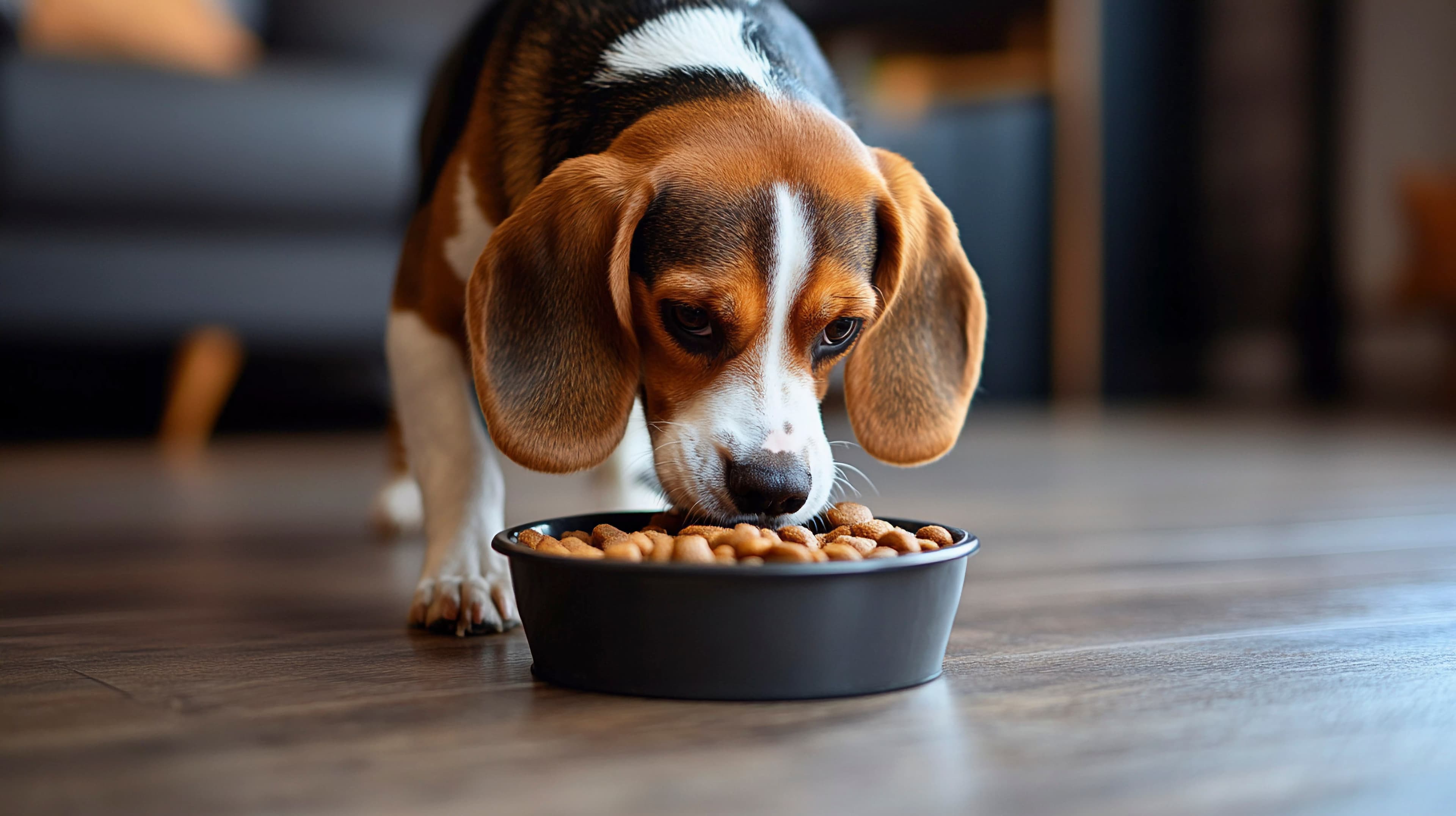 Alimentação natural para pets: Entenda os riscos e benefícios