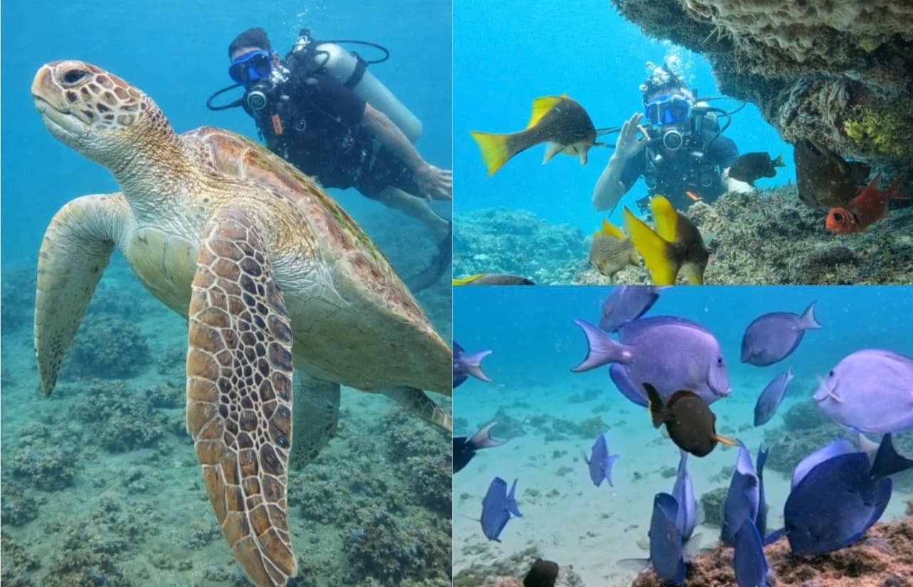 Mergulho em Salvador: Porto da Barra revela turismo e preservação