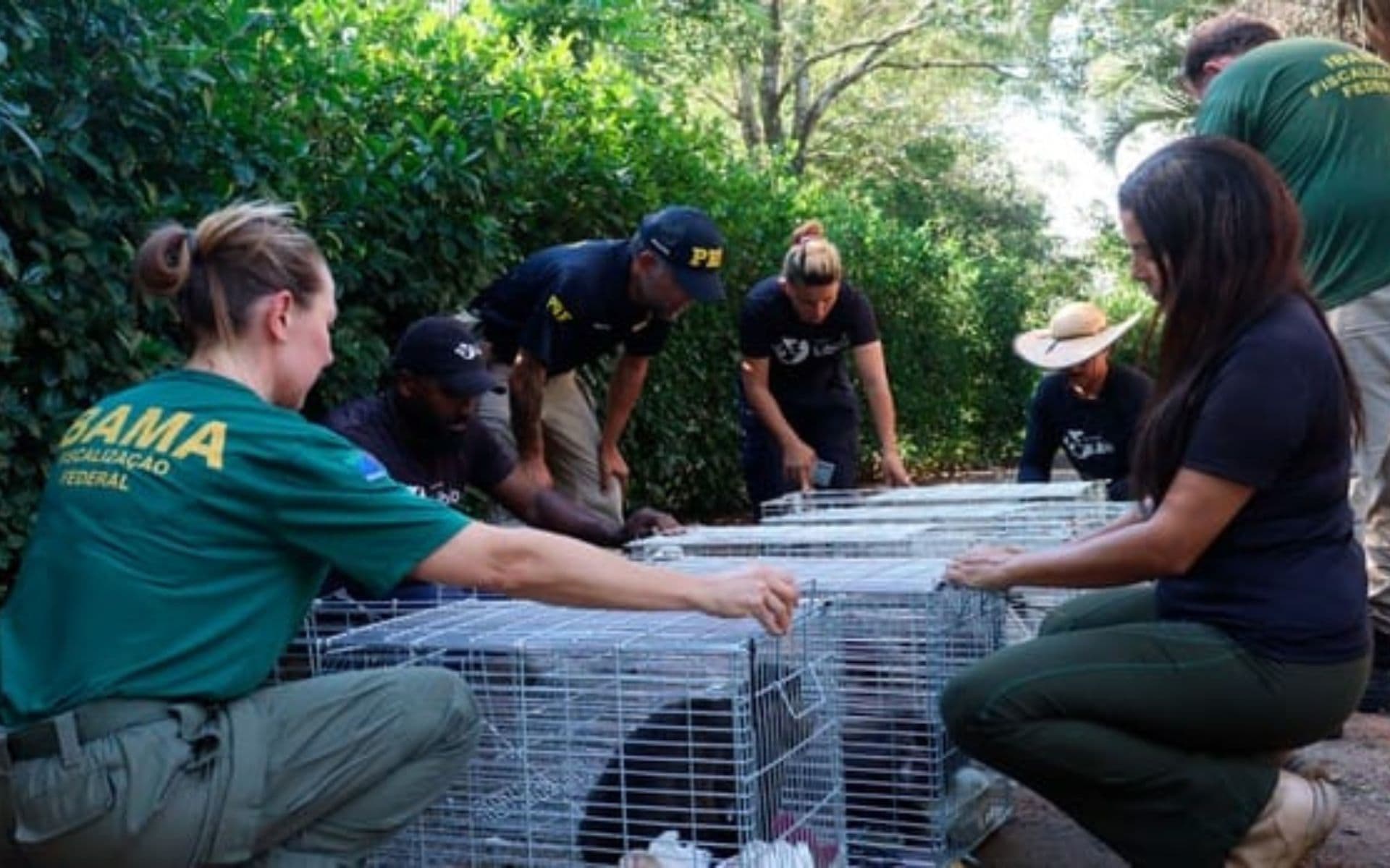 Criadouro de macacos-prego é interditado por maus-tratos em Santa Catarina