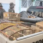 Várias aves silvestres foram apreendidas na Bahia -