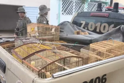 Várias aves silvestres foram apreendidas na Bahia -