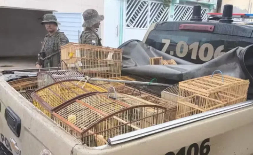 Várias aves silvestres foram apreendidas na Bahia -